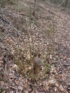 A tree that was coppiced last year - you can see the new shoots growing from the stump.