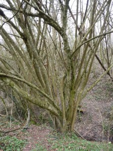 A tree that was coppiced several years ago has many new 'trunks' growing from the stump.