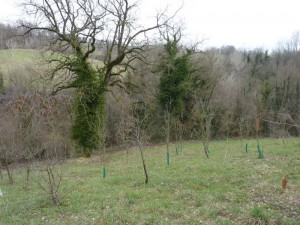 Some of the trees we have planted at Casa Carotondo.