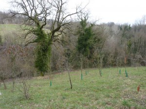 Some of the trees we have planted at Casa Carotondo.