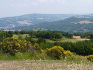 The view on the way to the Eremo di Soffiano with the fragrant smell of Broom in Le Marche, Italy.
