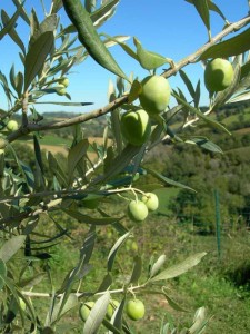 Ascolana Olive tree at Casa Carotondo in Le Marche, Italy