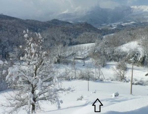 Olive trees in the snow in February 2012 at Casa Carotondo, Le Marche, Italy. We had about a meter of snow.