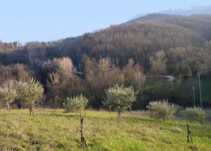 Olive trees at Carotondo in Le Marche, Italy