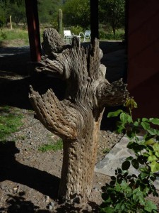 Dried out cardon in the garden - previously used for building purposes