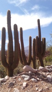 Los Cardones - the biggest nearly 6m high