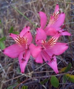 Particularly colourful wild flowers