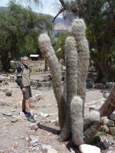 Big 'hairy' cactus