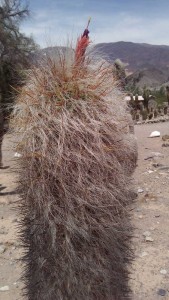 Hairy Cactus with flower bud