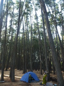 One night we camped among these really tall pine trees