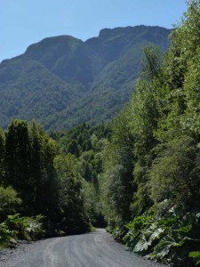 The road through the Pumalin Park