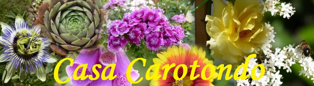 I fiori del nostro giardino a Casa Carotondo Le Marche, Italia 