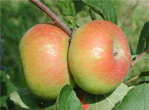 Der Apfel mela rosa