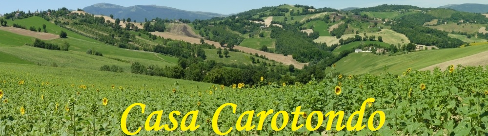 Früh blühende Sonnenblumen auf den sanften Hügeln zwischen San Ginesio und Tolentino, die Marken, Italien 