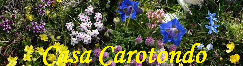 Wild flowers in the Sibillini Mountains, Le Marche, Italy 